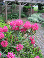 Our rhoddies in bloom with the pergola in the background